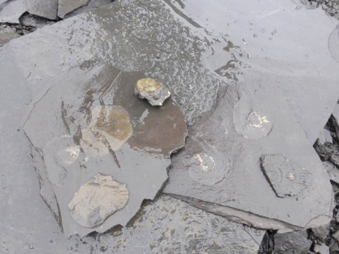 Fossilien